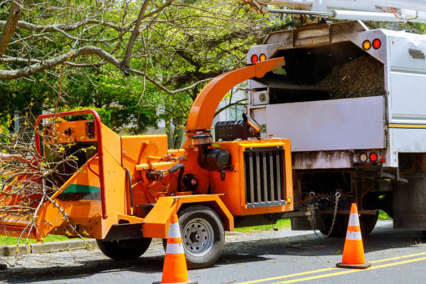 Best Tree Removal  in Copperopolis, CA