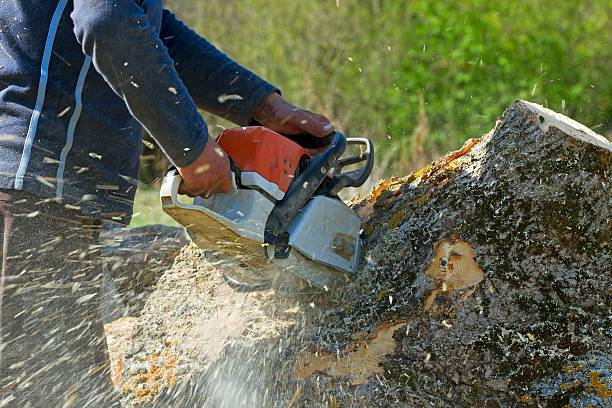 Best Palm Tree Trimming  in Copperopolis, CA